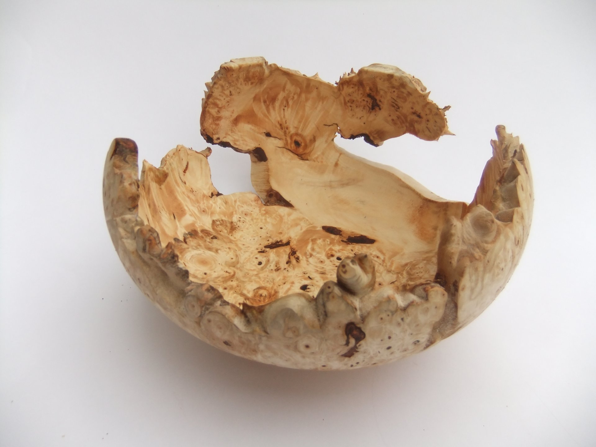 Chestnut Burr