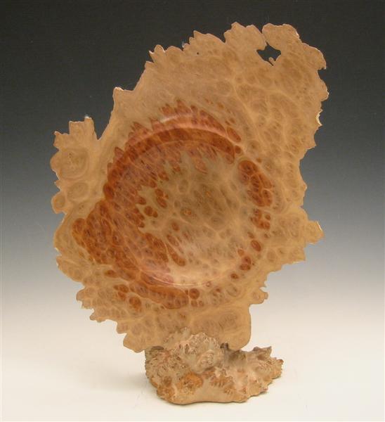 Coolibah Wing