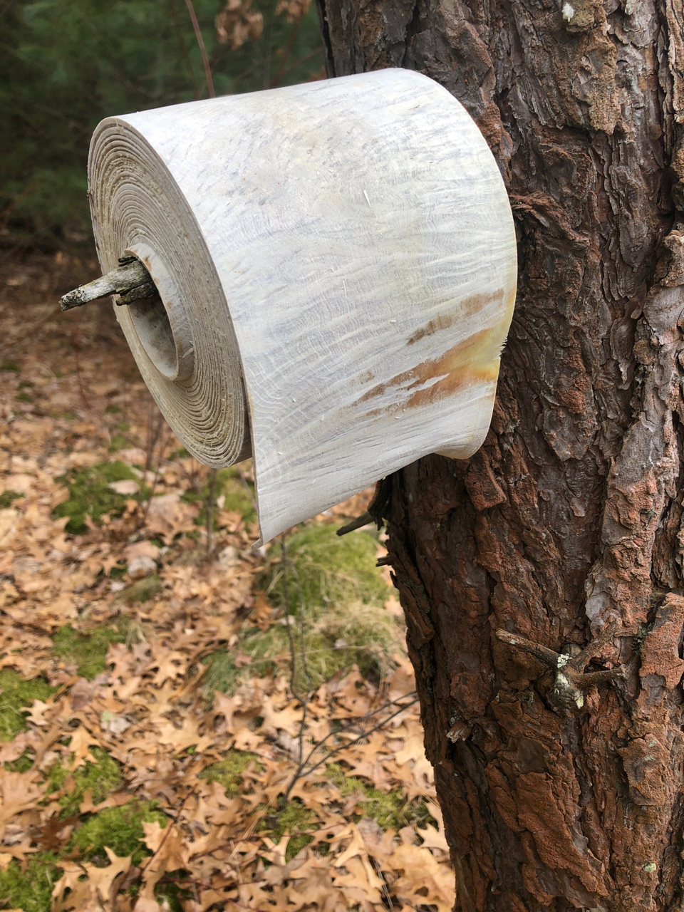 "Does a Bear Wipe in The Woods"