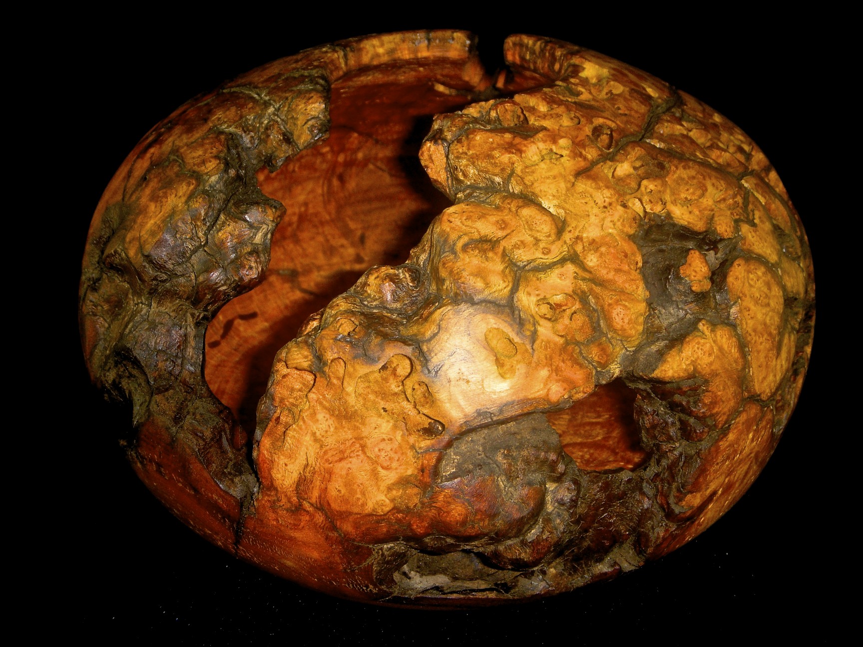 Dogwood Burl