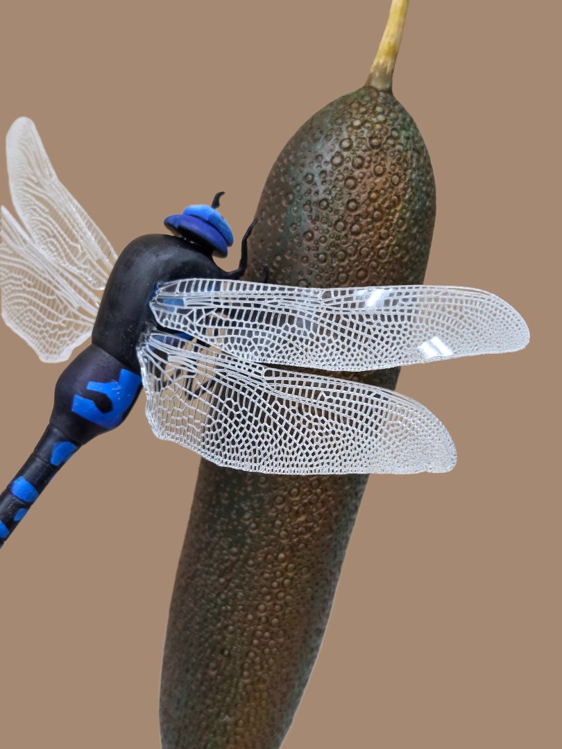 Dragonfly close up