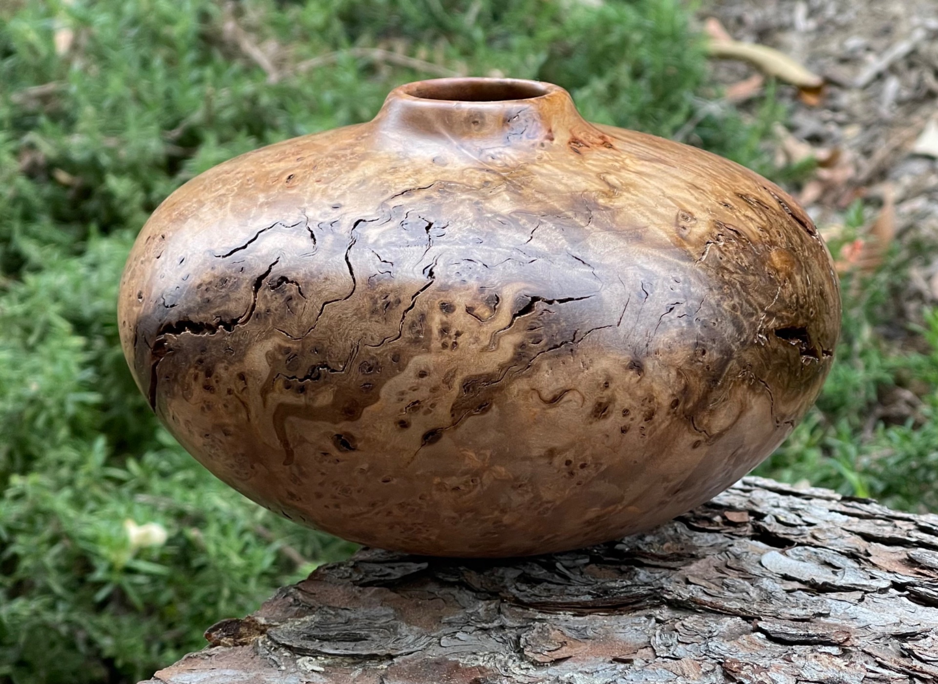 Elm burl