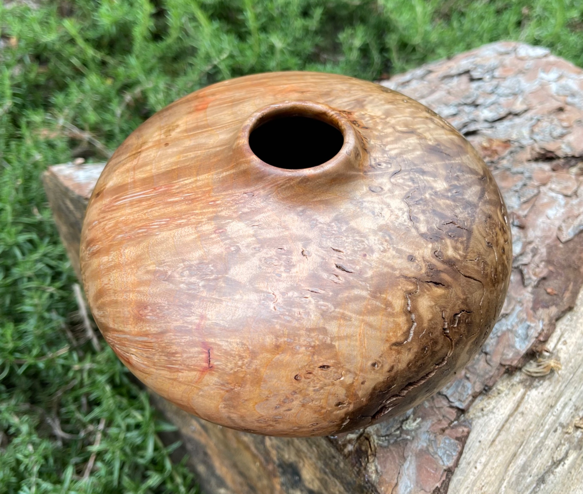 Elm burl
