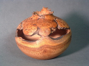 Elm burl