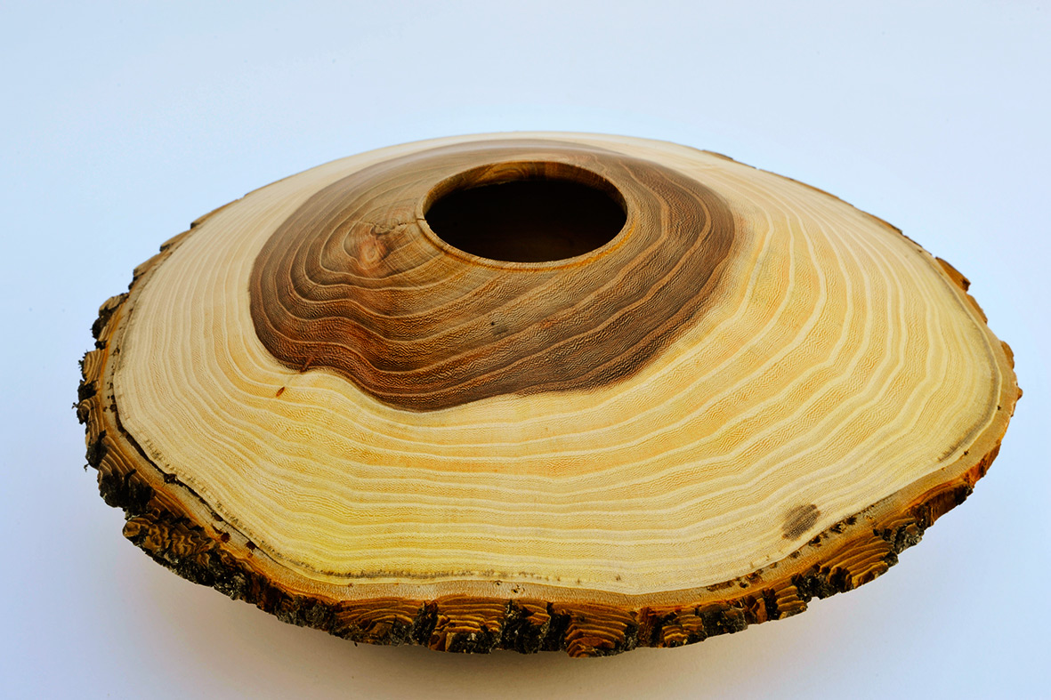 Elm disc