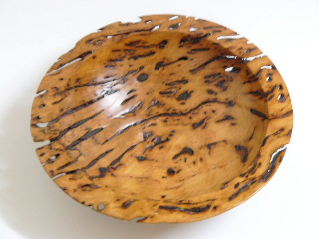 Eucalypt burl