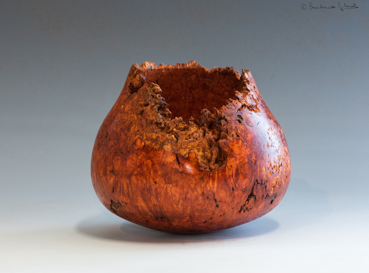 Eucalyptus Burl