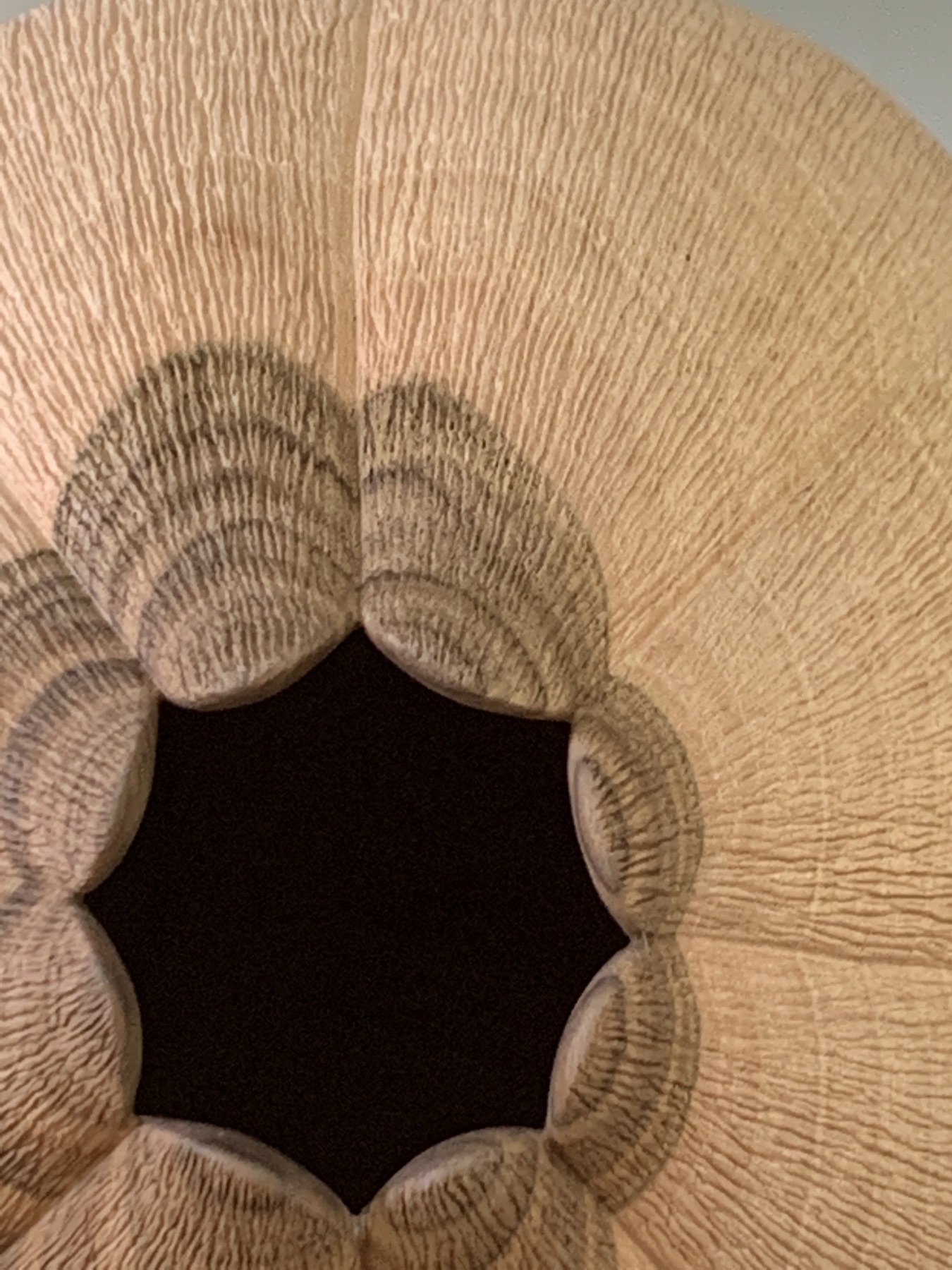 French Walnut Vessel detail