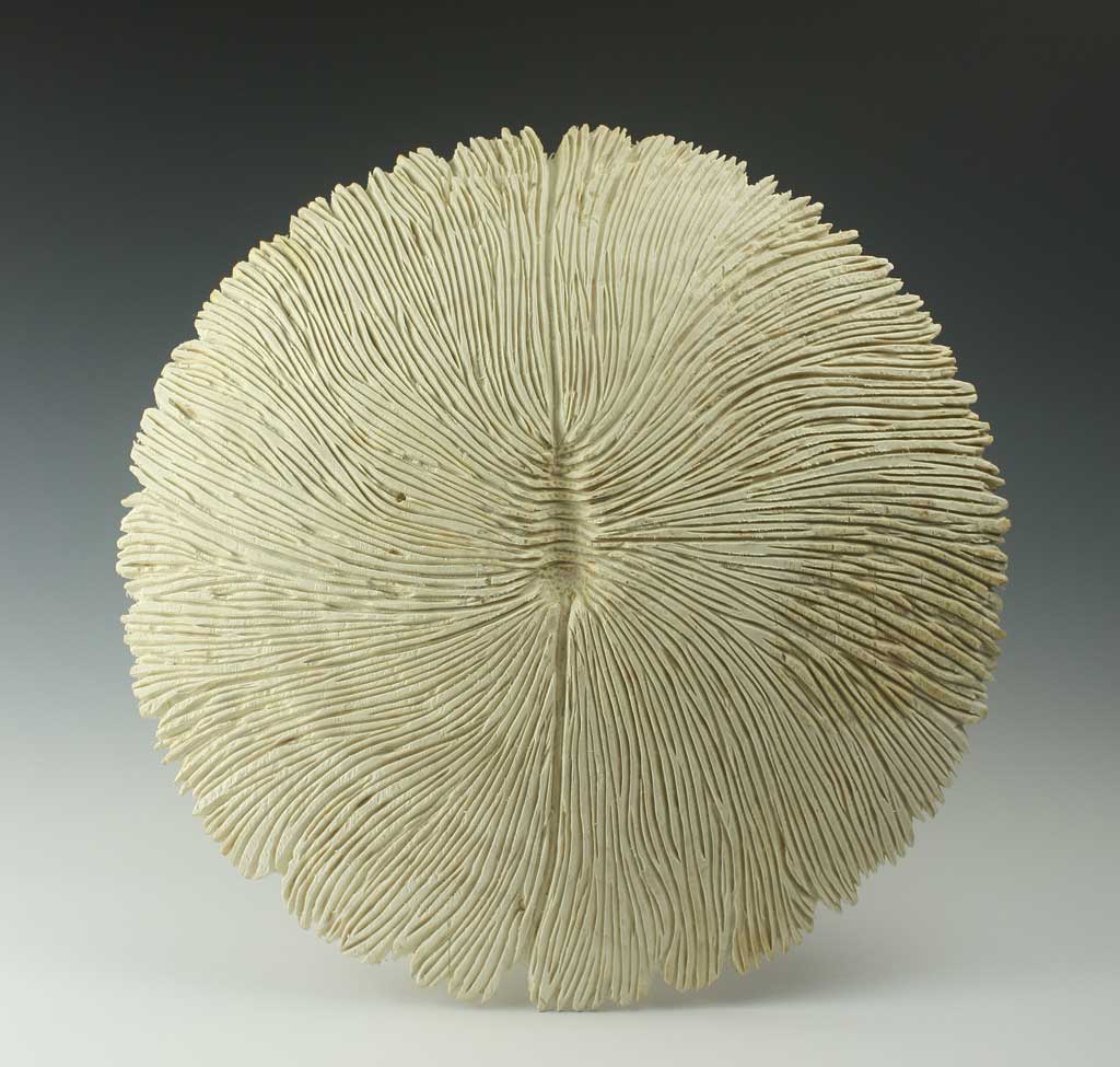 Genus Fungia