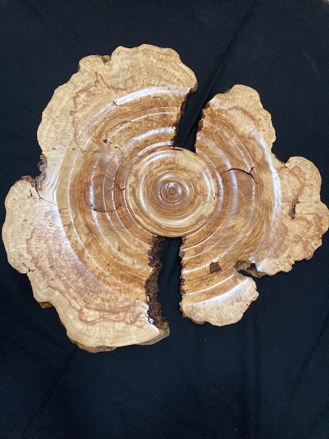 Honey Locust Burl Wall art