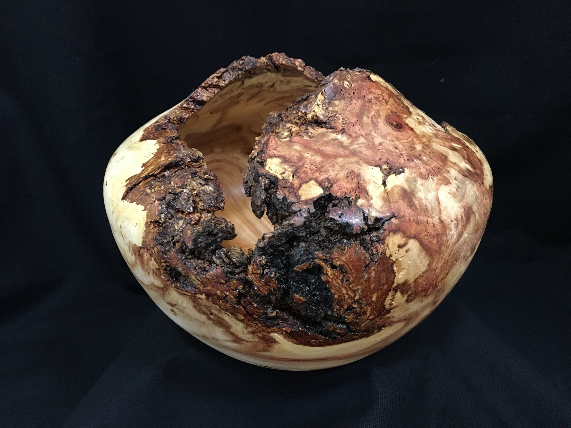 Live edge Honey Locust Burl