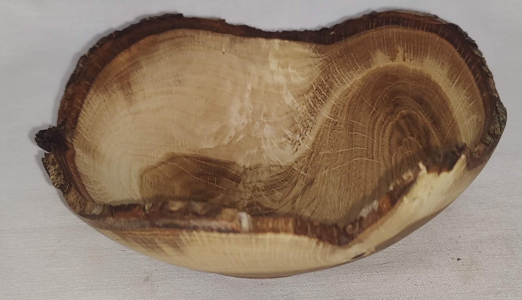Live Edge Swamp Chestnut Oak Crotch