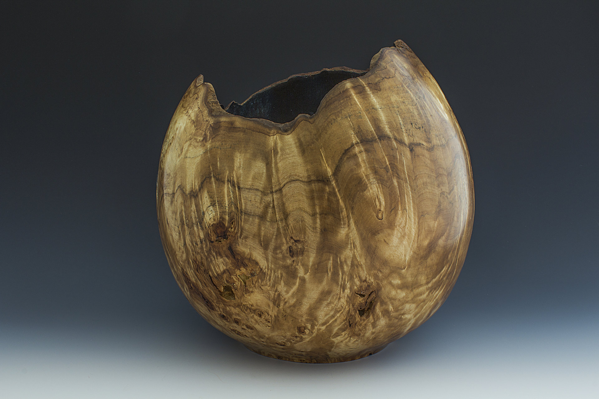 Lombardy Poplar Burl