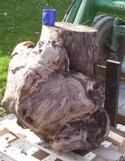 Maple Burl