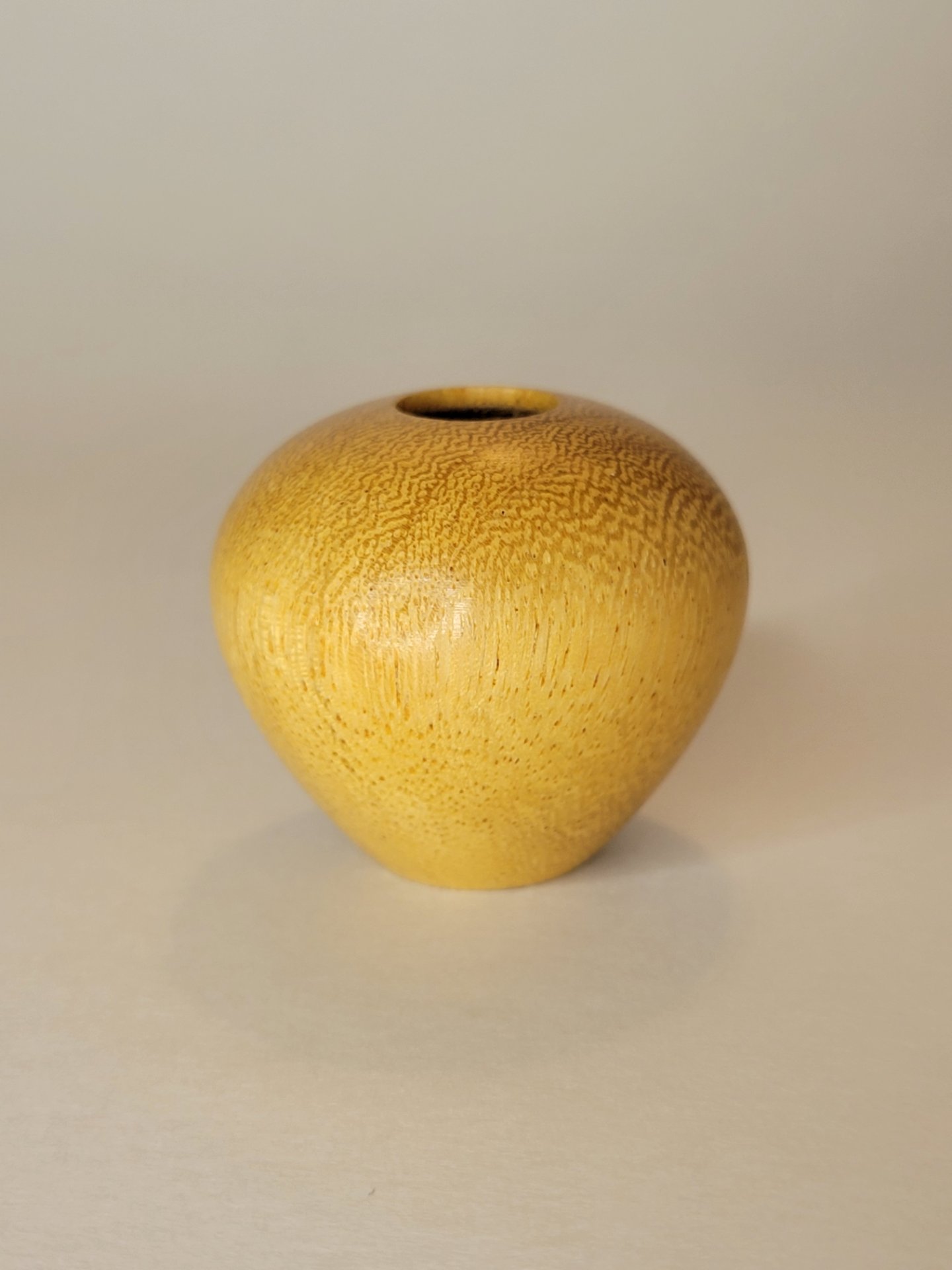 Mimosa hollow form