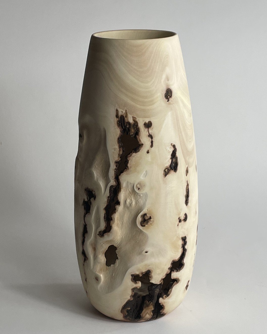 Nattrassia mangiferae