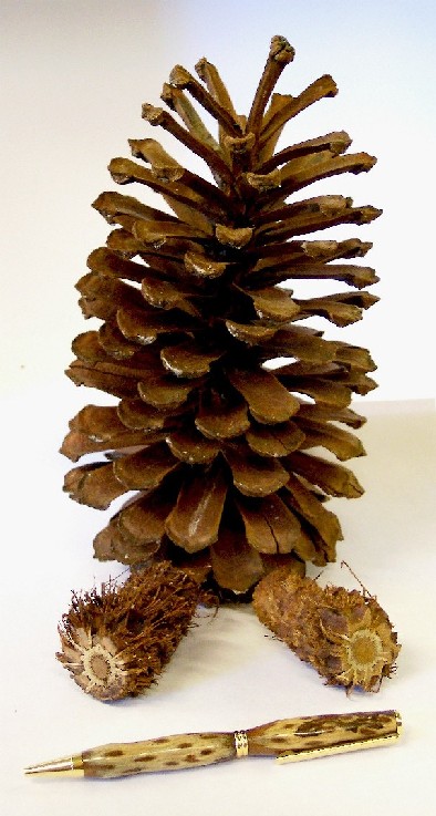 Pine Cone Pen