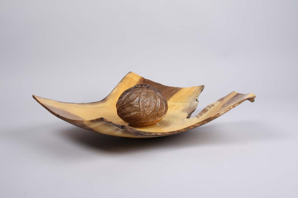 Puriri crotch adventure