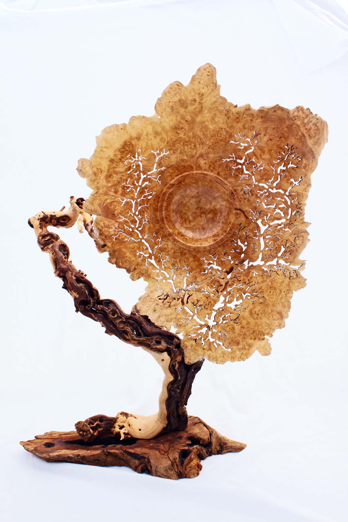 Sea Fan