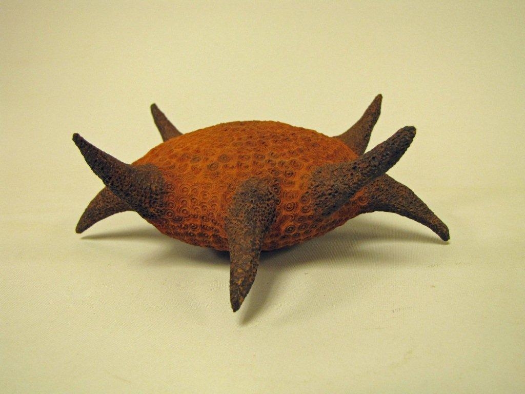 Star fish vessel