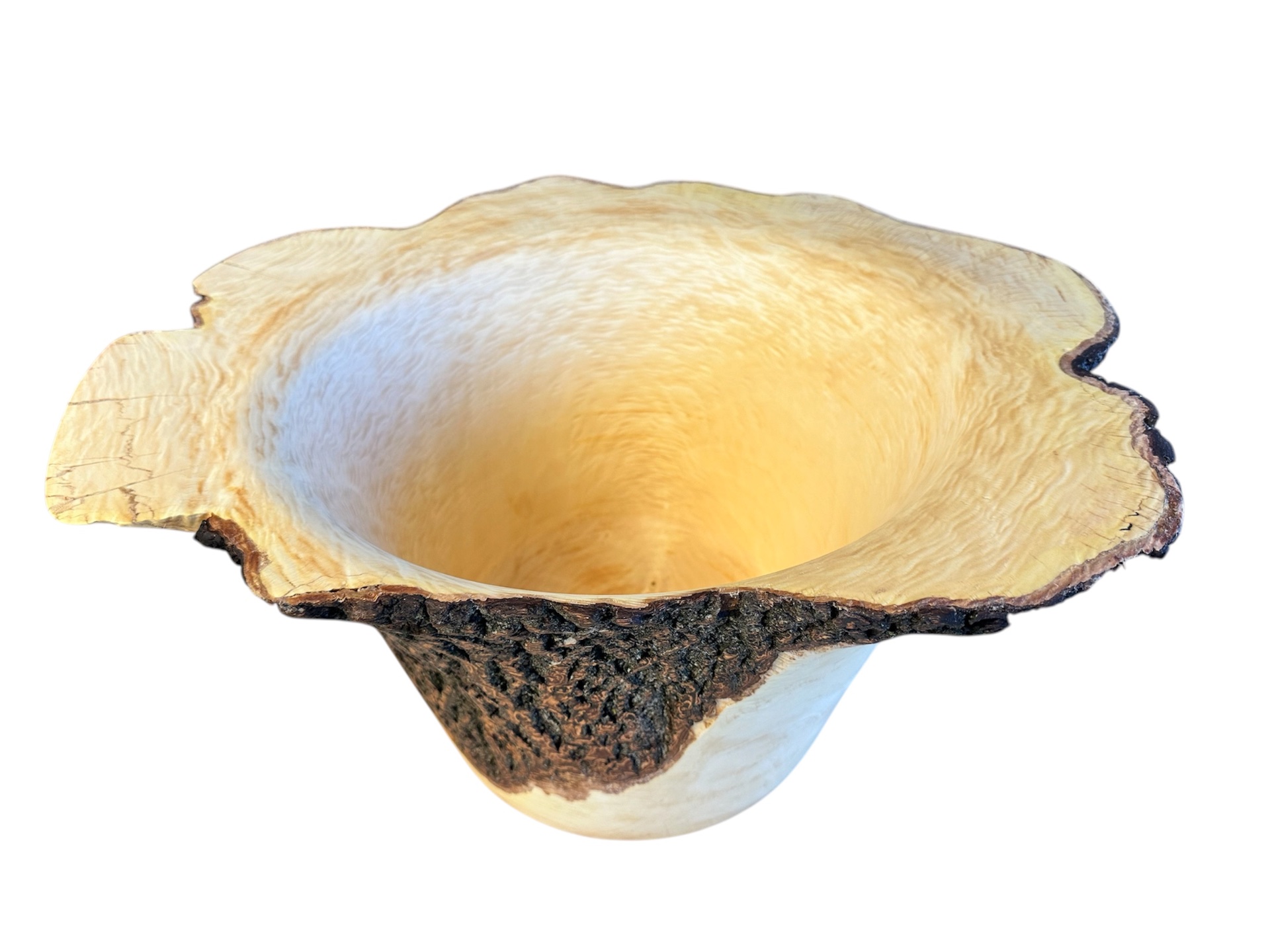 The Fiddleback Maple