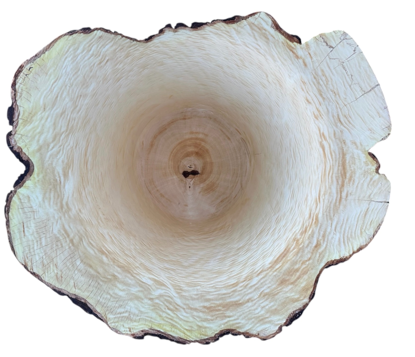 The Fiddleback Maple