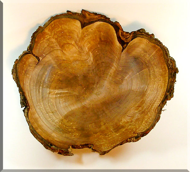 Unknown Burl Bowl