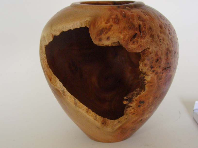 Which Elm hollow form.