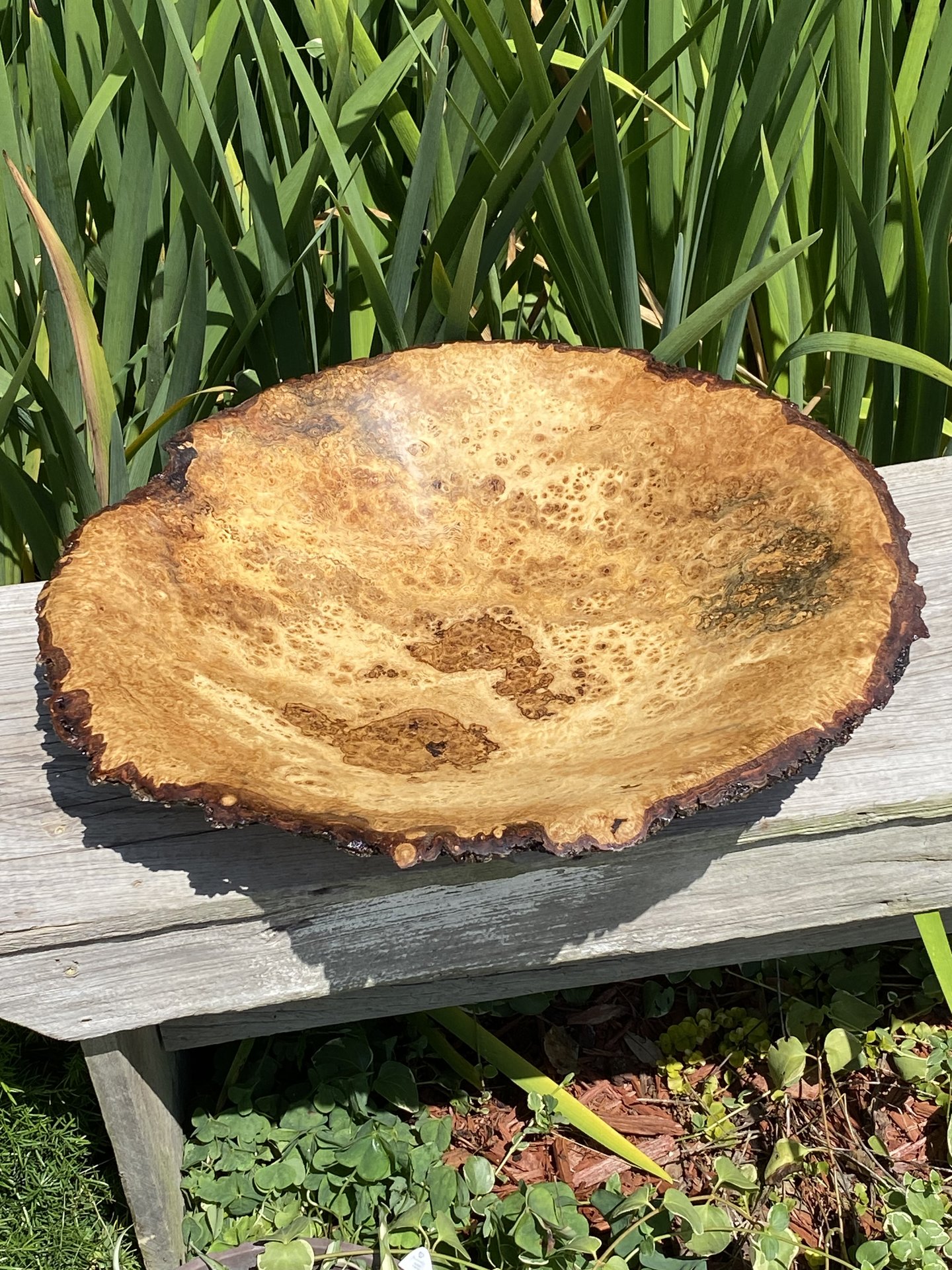 White oak Burl