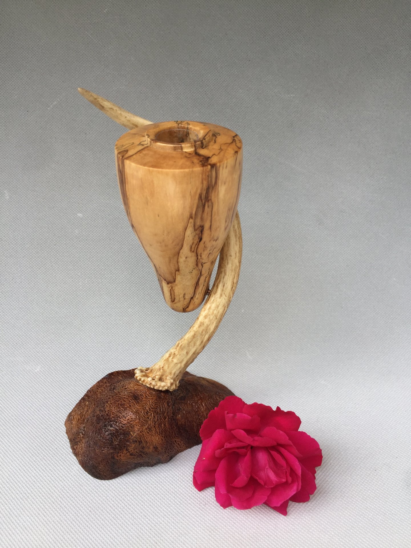 White Tail Chrysalis